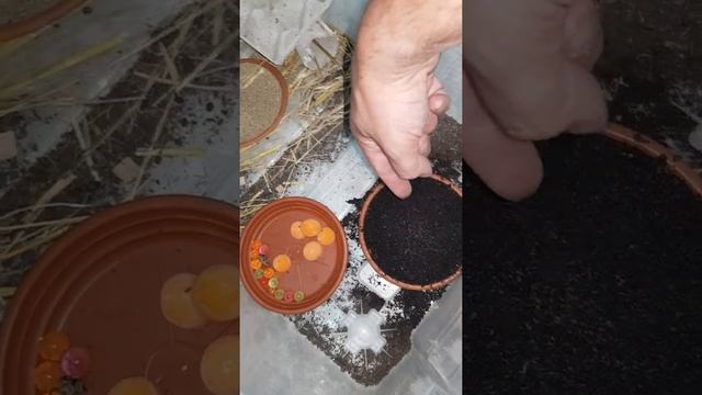 Allevamento grilli acheta domestica 7 schiusura смотреть онлайн