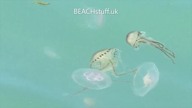 Moon and compass jellyfish - Aurelia aurita and Chrysaora hysoscella смотреть онлайн