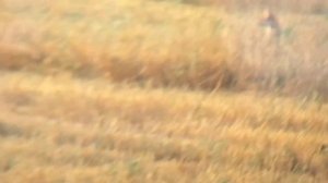 Охота на лесного голубя.