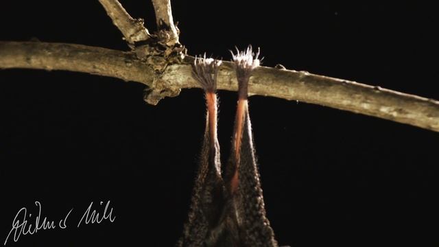 Kleine Hufeisennase смотреть онлайн