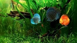 Discus Sale Turquoise or Blue cobalt