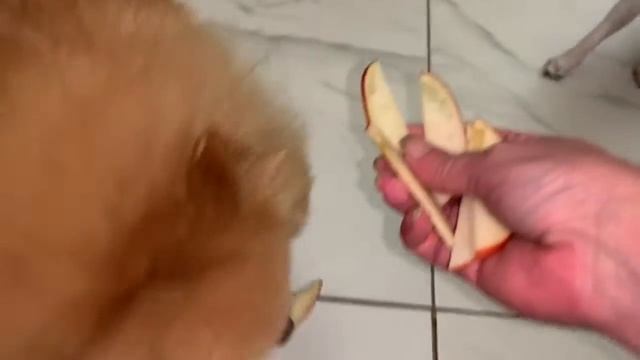 Маленькие лакомки. смотреть онлайн