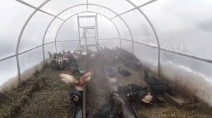 ЗИМНЕЕ СОДЕРЖАНИЕ ИНДОУТОК И КУРЕЙ В ТЕПЛИЦЕ●