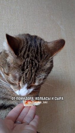 Рубрика "Котямбик оценивает": Пицца🍕