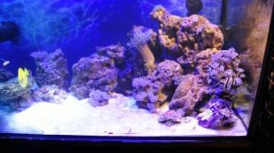 450 liter reef - Статус 3 недели!