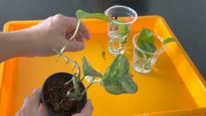 Epipremnum Pinnatum Mint Propagation