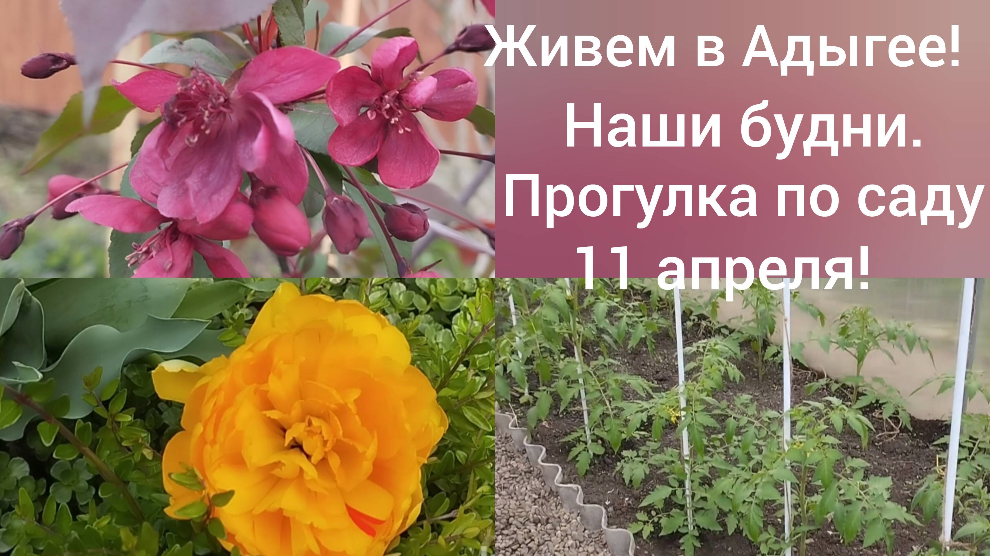 В Адыгею из Омска/Наши будни в станице Гиагинской 6 апреля/Каждый день идет дождь/