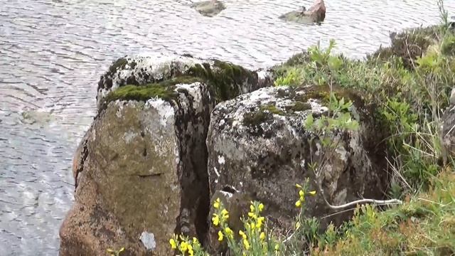 Mai 2017. Fleurs sauvages des Highlands en Ecosse смотреть онлайн