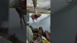 БОГОМОЛ УБИЙЦА, БОГОМОЛ vs Мышь 2021 Mantis VS mouse