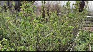 Весенняя обрезка черной смородины. Показываю подробно весь процесс.