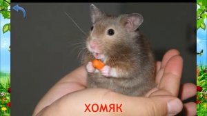 Учим животных и их звуки Развивающий мультфильм