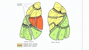 16 Дыхательная система- лёгкие v2