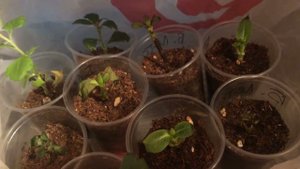 1 февраля 2024: как зимуют в подвале гортензии, рододендроны, георгины, хвойные и др.