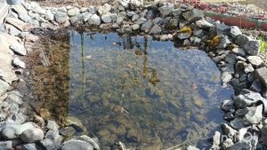 Утро на даче /наш водоемчик