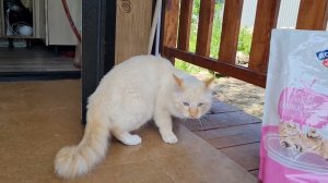 КОТ ПЕРВЫЙ РАЗ НА ДАЧЕ