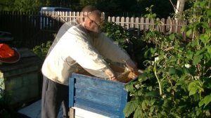 Пчелы вывели матку во втором корпусе. Продолжаю разгребать последствия болезни