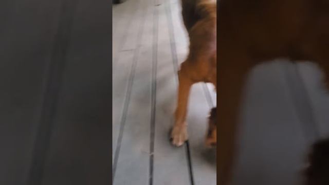 Lucy is such a silly dog! смотреть онлайн