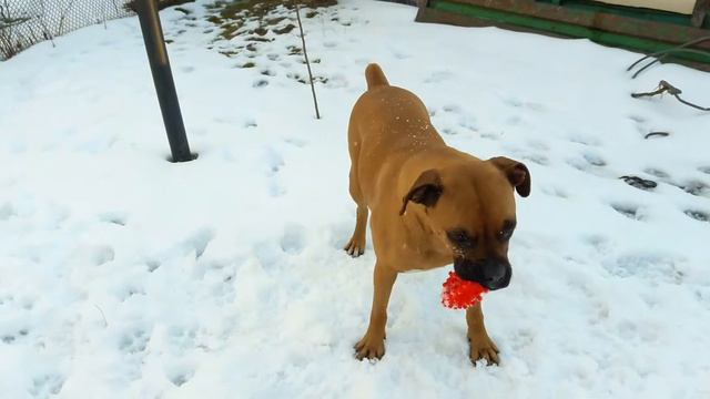 Джесси немецкий боксер и снег. Jessie. Boxer dog. смотреть онлайн