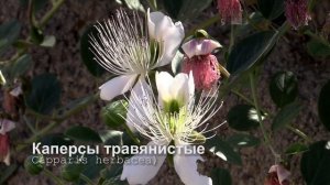 Каперсы травянистые