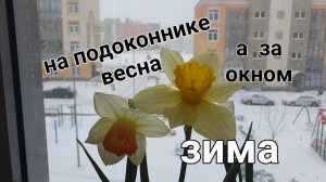 Цветы на подоконнике, а за окном зима. #топыкатегорий