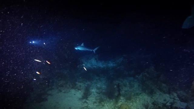 G Spot, French Cay 🇹🇨 (#571) смотреть онлайн