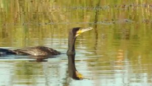 Реки, озера и океаны _ Неизведанная Европа -
