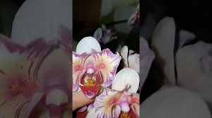 Цветение P.Little Gem Stripe '5210' (Орхидеи Обнинск)