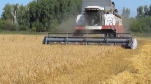 Уборочная -2019! КОМБАЙН АКРОС-530 в ДЕЛЕ!