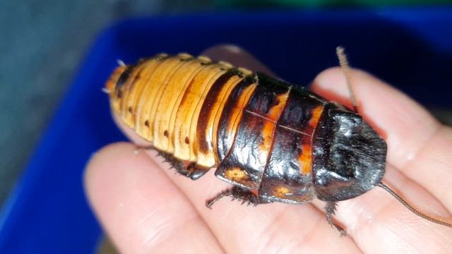 徒手抓【馬達加斯加大蟑螂】 смотреть онлайн