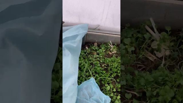 12 апреля; в теплице помимо горчицы  растёт малина.