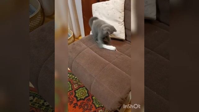 Лапка кролика сушеная, натуральная игрушка-лакомство для кошек