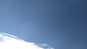 Голуби Измаильские и Одесские турманы 28 июня 2022