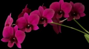 П-5. Ч-2. Групповая посадка дендрофалов Thailand Black. Новичок из 5 посылки и домашние реанимашки