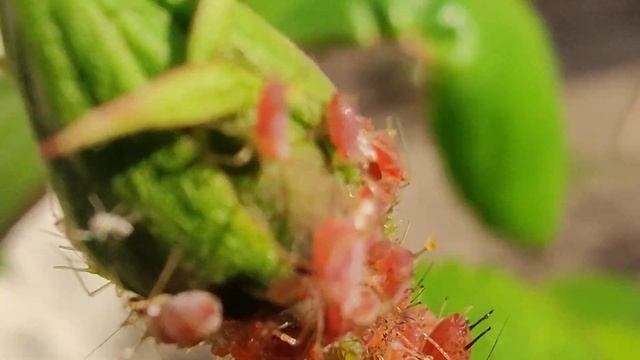 Macrosiphum rosae sau paduchele verde al trandafirului