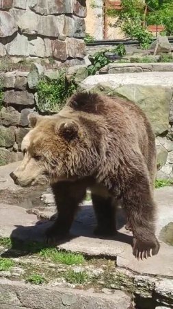 мишка 🐻