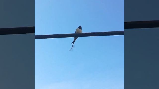 Ласточка прилетела смотреть онлайн