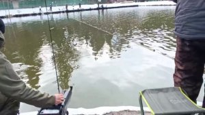 Голицыно Fish