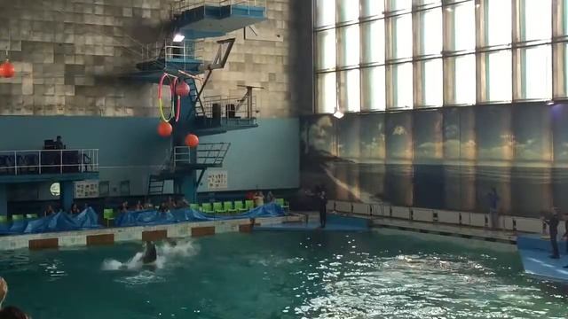 Дельфины смотреть онлайн