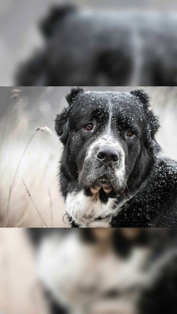 Алабай #алабаи #алабайвидео #алабайкино #монстры #большой #песики #милота #саморазвитие #собакены смотреть онлайн