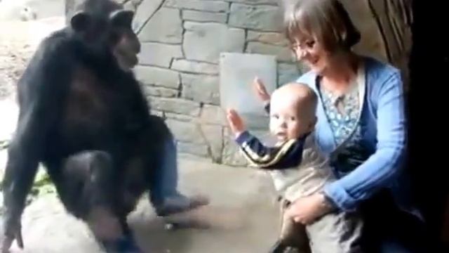 Monkey attack child / Обезьяна и ребенок смотреть онлайн
