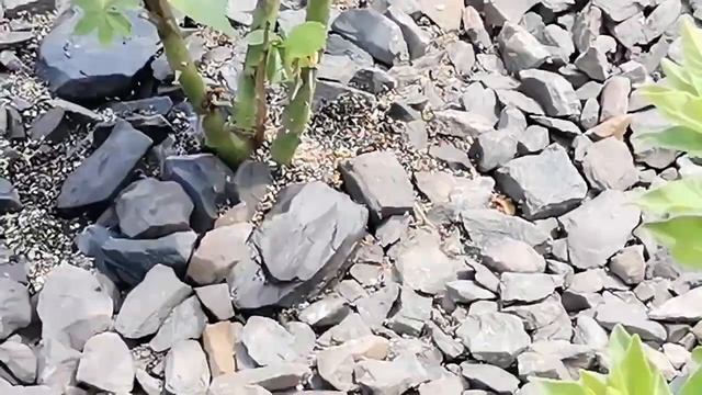 #райназемле #защита вашего #растения #муравьи  Real Video