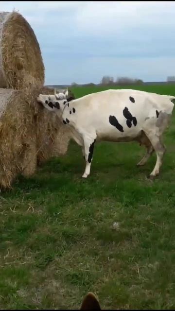 дали волю! Даже взрослая коровка любит порезвиться!) #деревня #рекомендации #корова #топ #топчик смотреть онлайн
