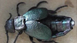 Meloe variegatus (майка изменчивая)