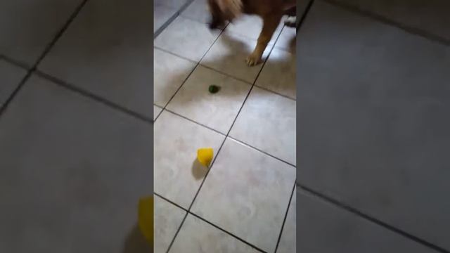 Gerberian Shepsky barking at a lime/lemon смотреть онлайн