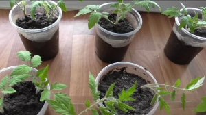 Срезанные и укорененные помидоры принялись