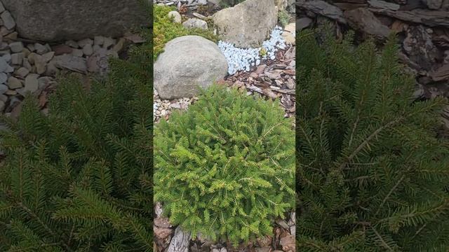 Ель сербская (обыкновенная?) Карел. Picea omorika Karel. Садовый дневник. 25.10.23 смотреть онлайн