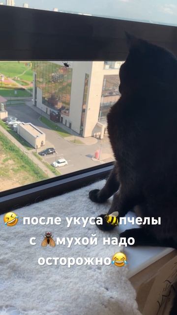 Мояпланета🌎🌏🌍#любимыеживотные #мухи #лето #2023 #youtube #shorts