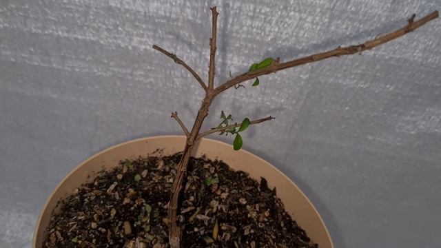 Зеленый крупнолистный 11 смотреть онлайн