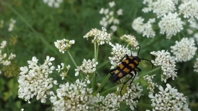Longhorn beetle, Leptura quadrifasciata смотреть онлайн