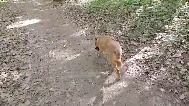 ПРОГУЛКА ПО ЛЕСУ С МОЕЙ СОБАКОЙ - РАЗГОВОРНЫЙ РОЛИК! смотреть онлайн